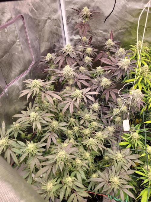 Winter is coming . Week 10