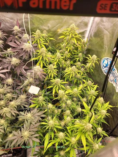 Winter is coming . Week 10