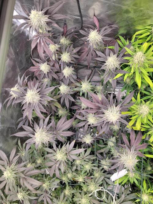 Winter is coming . Week 10