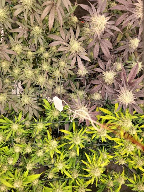 Winter is coming . Week 10