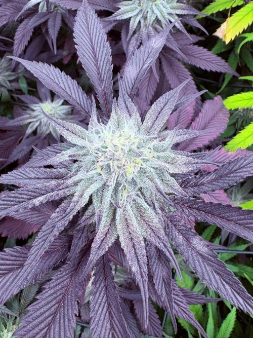 Winter is coming . Week 10