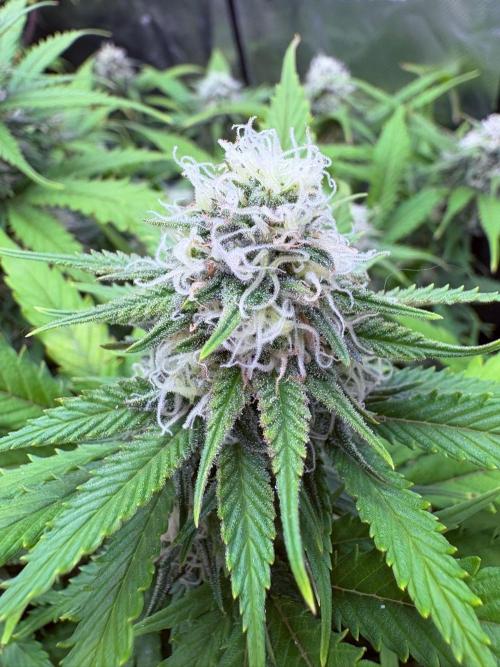 Winter is coming . Week 10