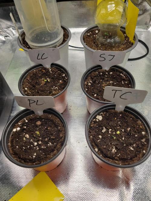 First and quick FASTBUDS sprint. Week 0 - The ladies just broke out their shell 🙌