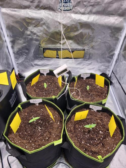 First and quick FASTBUDS sprint. Week 1 - The ladies got transplanted into their final home 🙌