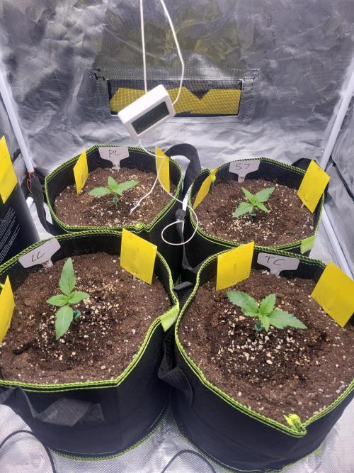 First and quick FASTBUDS sprint. Week 1 - Day 8 veg