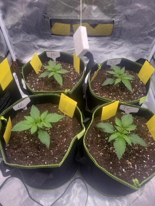 First and quick FASTBUDS sprint. Week 2 - Vday 11
