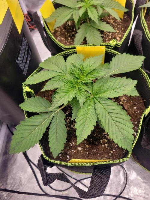 First and quick FASTBUDS sprint. Week 2 - Lemon Cherry 