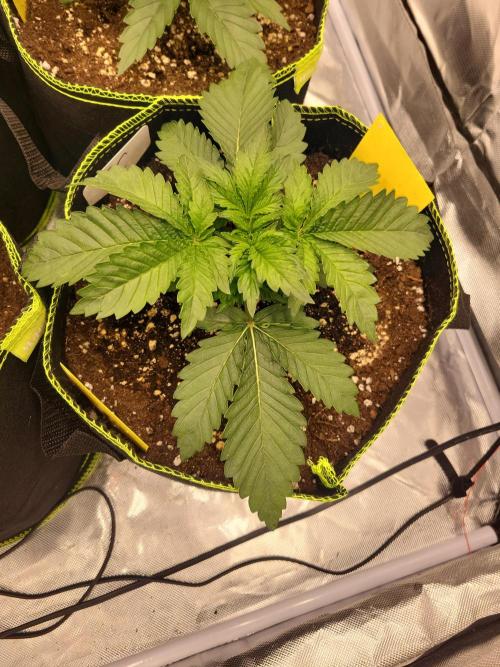 First and quick FASTBUDS sprint. Week 2 - Tropicana cookies