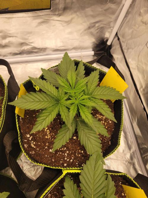 First and quick FASTBUDS sprint. Week 2 - Sour jelousy 