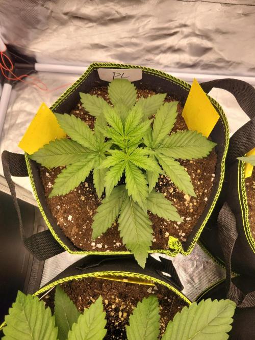 First and quick FASTBUDS sprint. Week 2 - Purple lemonade 