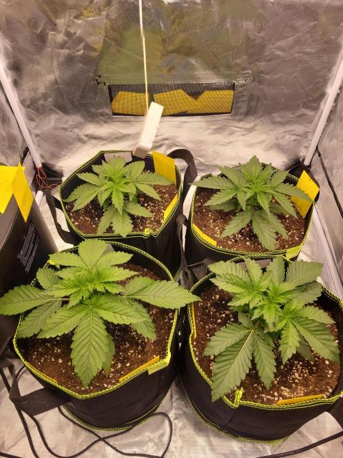 First and quick FASTBUDS sprint. Week 2 - Vday 15