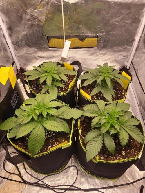 First and quick FASTBUDS sprint. Week 3 - Vday 18