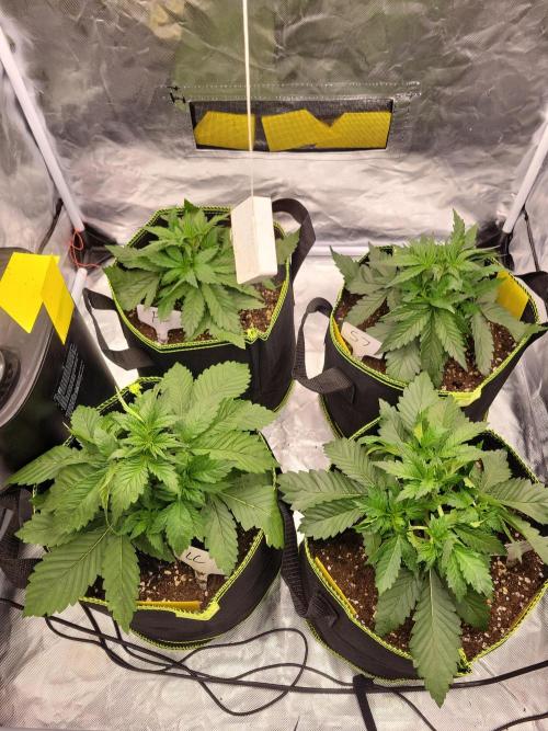First and quick FASTBUDS sprint. Week 3 - Vday 19