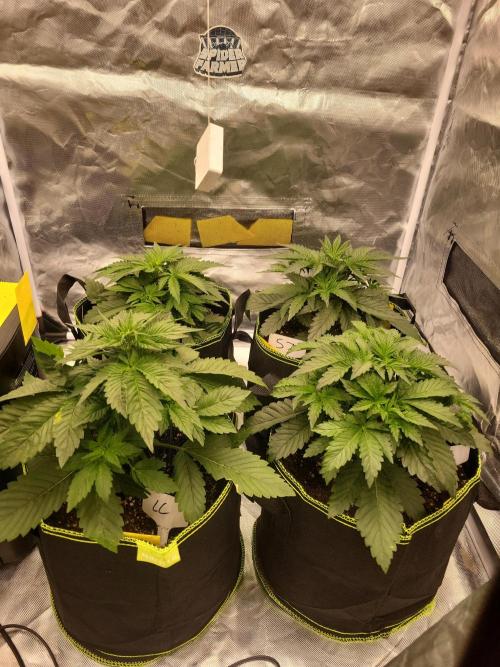 First and quick FASTBUDS sprint. Week 3 - Vday 20