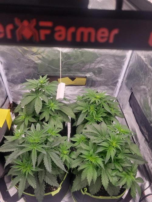 First and quick FASTBUDS sprint. Week 3 - Vday 21
