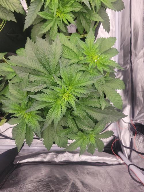 First and quick FASTBUDS sprint. Week 3 - TC