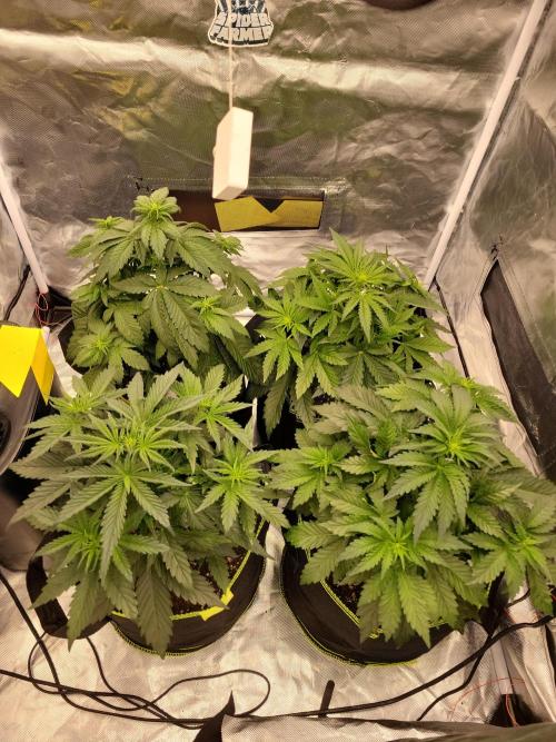 First and quick FASTBUDS sprint. Week 4 - Vday 23