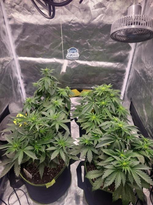First and quick FASTBUDS sprint. Week 4 - Vday 24