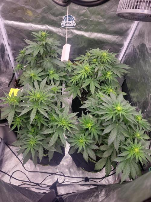 First and quick FASTBUDS sprint. Week 4 - Vday 25