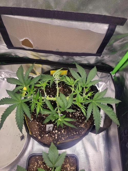 First and quick FASTBUDS sprint. Week 4 - Sideproject - Tropicana cherry mainlining