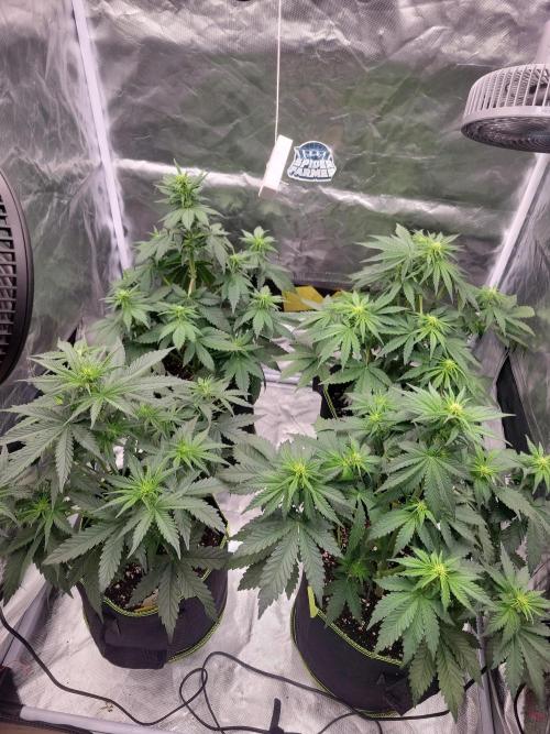 First and quick FASTBUDS sprint. Week 4 - Vday 26