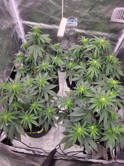 First and quick FASTBUDS sprint. Week 4 - Vday 27