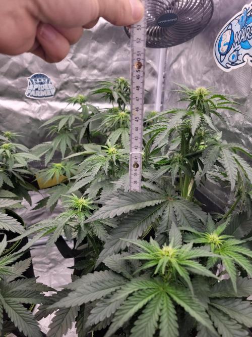 First and quick FASTBUDS sprint. Week 4 - 50cm even up on all plants 🙌