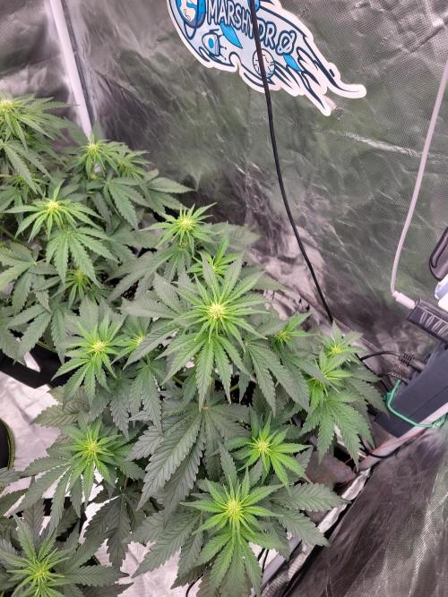 First and quick FASTBUDS sprint. Week 4 - TC