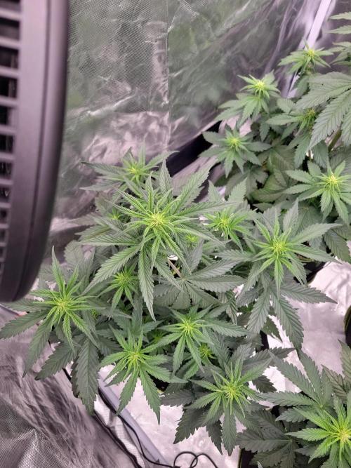 First and quick FASTBUDS sprint. Week 4 - SJ