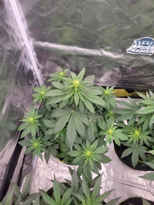 First and quick FASTBUDS sprint. Week 4 - LC