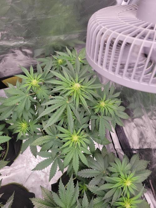 First and quick FASTBUDS sprint. Week 4 - PL