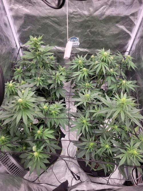 First and quick FASTBUDS sprint. Week 5 - Day 30 