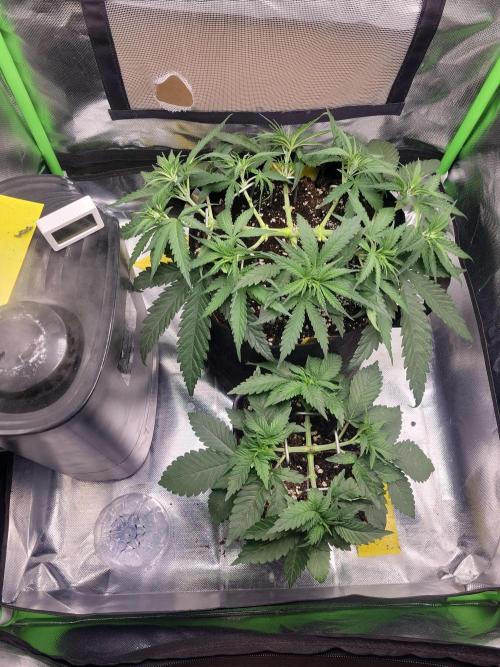 First and quick FASTBUDS sprint. Week 5 - Mainlining side project