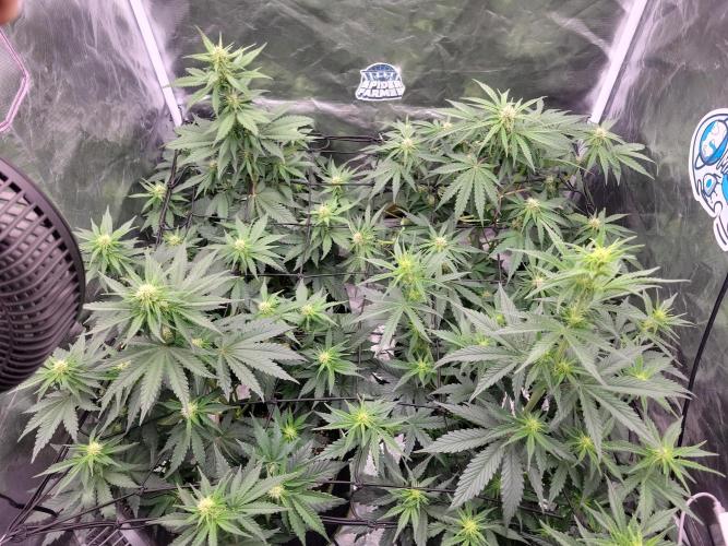 First and quick FASTBUDS sprint. Week 5 - Day 32