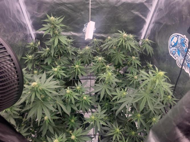 First and quick FASTBUDS sprint. Week 5 - Day 32 after last defoliation 