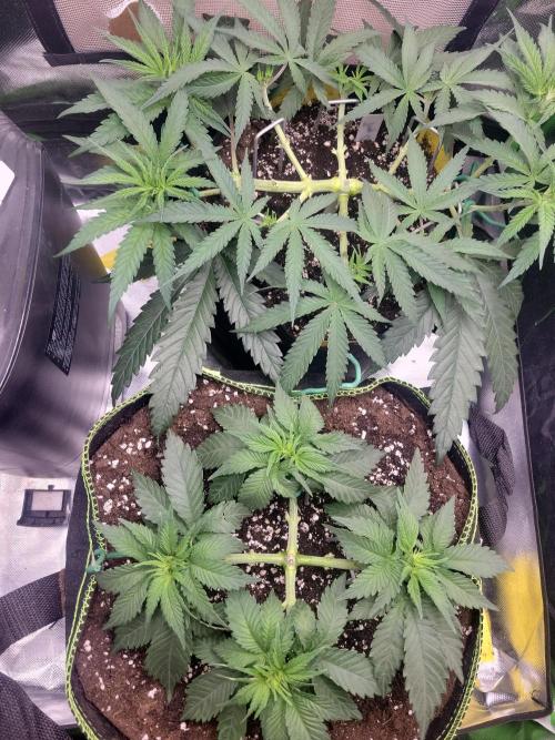 First and quick FASTBUDS sprint. Week 5 - The ladies are shaping up nicely 
