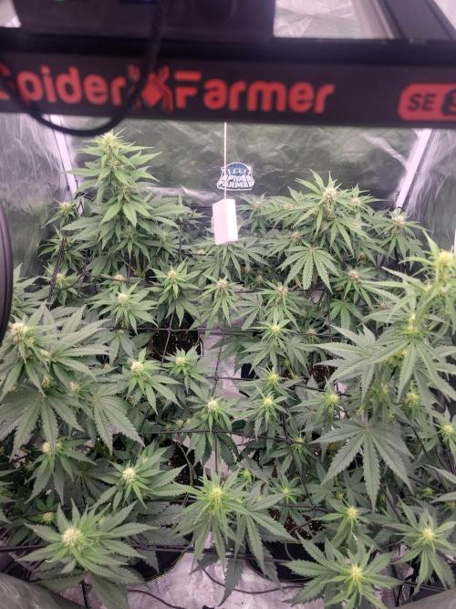 First and quick FASTBUDS sprint. Week 5 - Day 35 