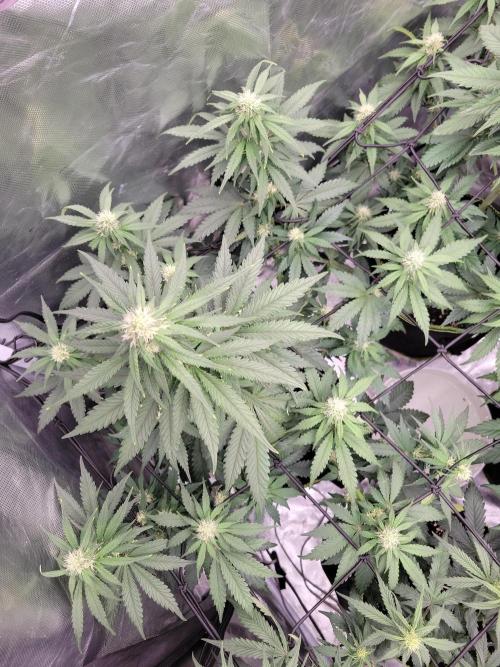 First and quick FASTBUDS sprint. Week 5 - TC