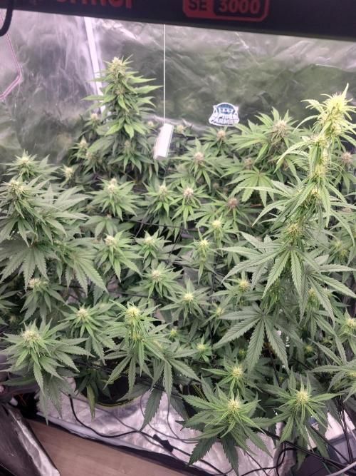 First and quick FASTBUDS sprint. Week 6 - Day 37