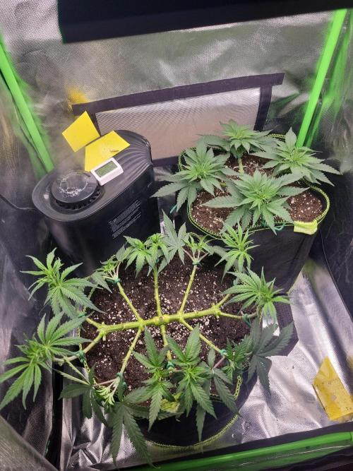 First and quick FASTBUDS sprint. Week 6 - Mainlining tent