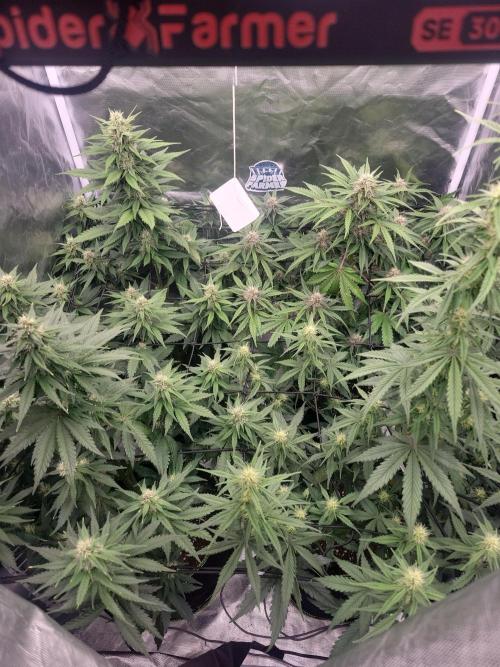 First and quick FASTBUDS sprint. Week 6 - Day 38