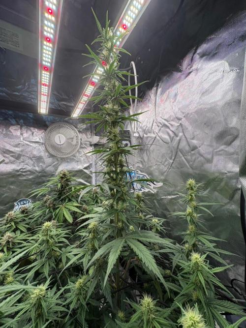 First and quick FASTBUDS sprint. Week 6 - SJ  growth got out of hands