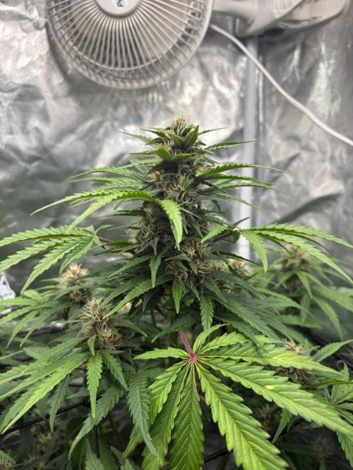 First and quick FASTBUDS sprint. Week 6 - PL