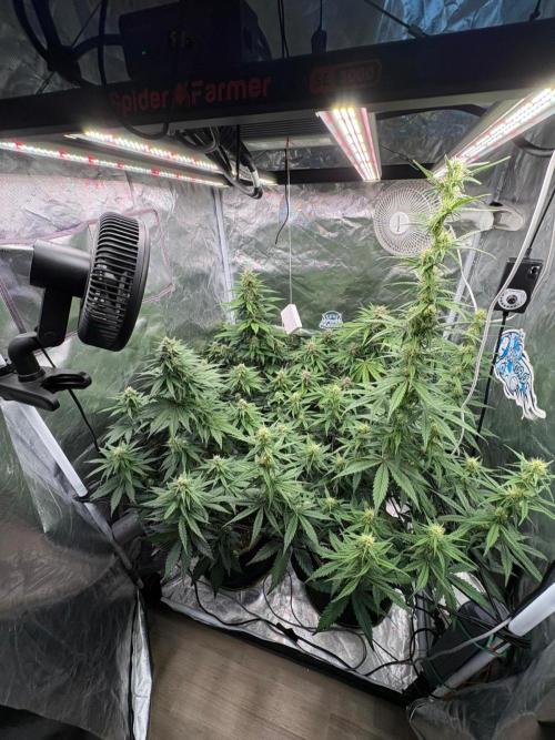 First and quick FASTBUDS sprint. Week 6 - Day 42