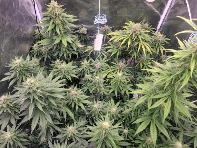 First and quick FASTBUDS sprint. Week 7 - Day 45