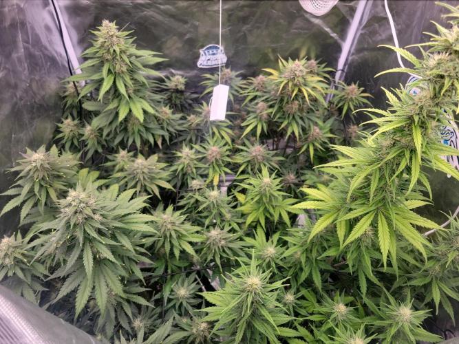 First and quick FASTBUDS sprint. Week 7 - Day 46