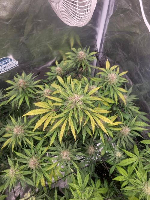 First and quick FASTBUDS sprint. Week 7 - PL had some issues