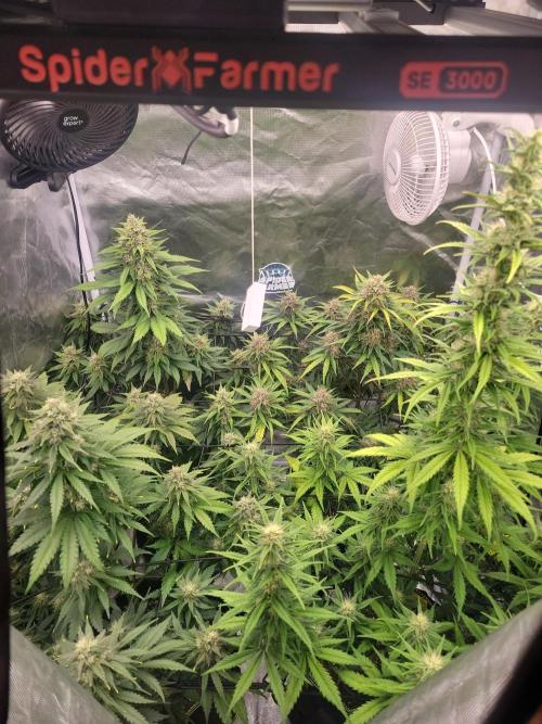First and quick FASTBUDS sprint. Week 7 - Day 47