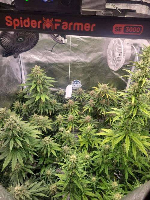 First and quick FASTBUDS sprint. Week 7 - Day 48