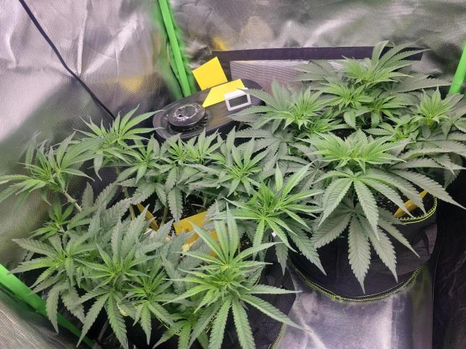 First and quick FASTBUDS sprint. Week 7 - Mainlining tent